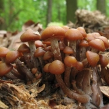 Pečurke u tulskoj regiji i u tuli 2021: kada idu i gdje birati